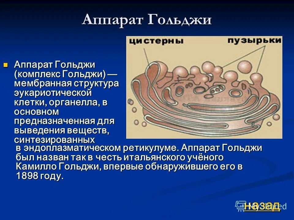 Выполняет секреторную функцию аппарат гольджи. Комплекс Гольджи эукариотической клетки. Органелла аппарат Гольджи. Аппарат Гольджи структуры эукариотической клетки. Органоиды эукариотической клетки комплекс Гольджи.