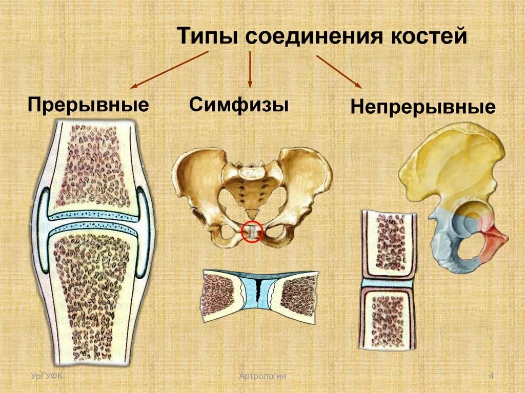 Функции соединения костей. Типы соединения костей. Прерывные соединения костей. Соединение костей позвоночника. Соединения костей анатомия.