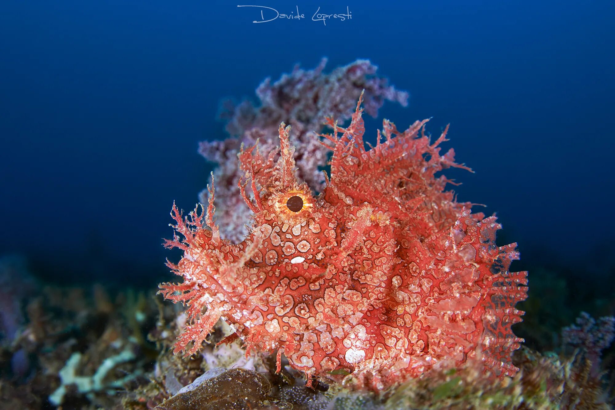 Обитатели моря глубина. Скорпена Амбона. Скорпена Амбона рыба. Скорпена рыба красное море. Подводные обитатели.