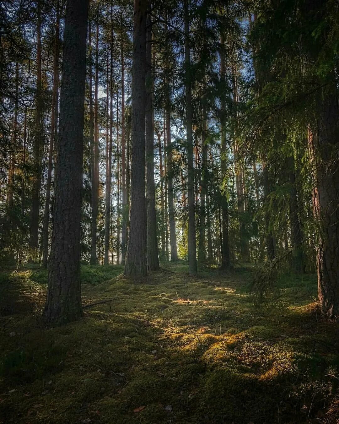 красивый лес. летний лес. очень лесной. красивые леса. очень лесной.