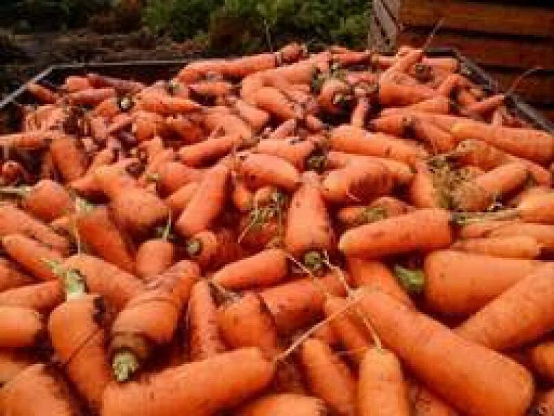 Отхода моркови