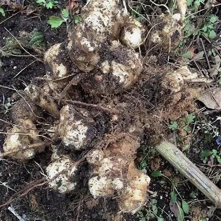 Когда выкапывать топинамбур