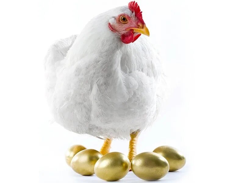 Была как золотая курочка на высоких. Курочка несущая золотые яйца. Курица с золотыми яйцами. Куры несущие золотые яйца. Курица несет золотые яйца.