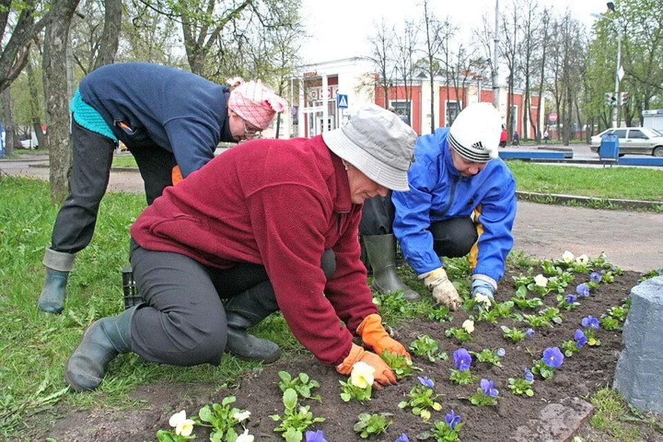 Весенние работы человека. Сажают цветы в городе. Посадка цветов. Высадка цветов на клумбы. Посадка цветов в городские клумбы.