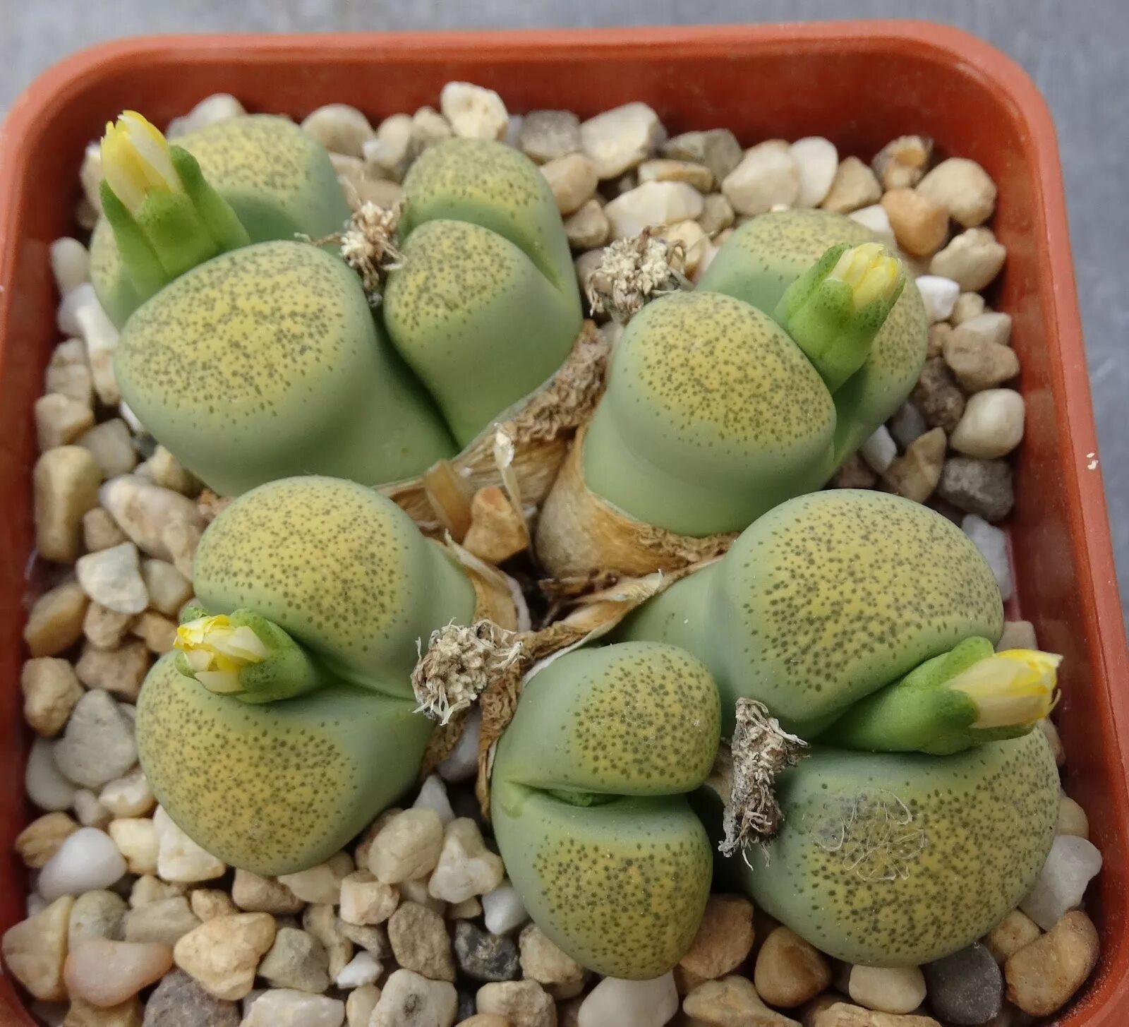 Суккулент литопс. Lithops terricolor. Литопсы. Lithops terricolor c 254.