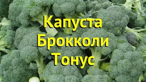 Капуста брокколи тонус отзывы фото