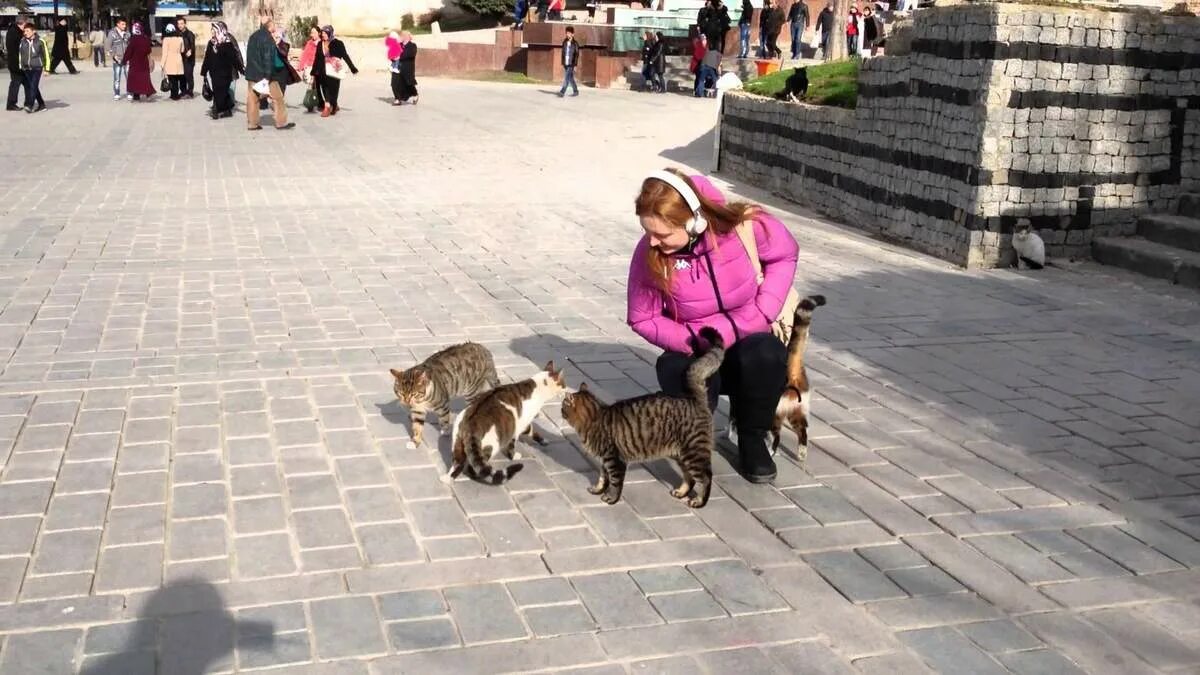 Кошка зовет малышей. Коты в Стамбуле. Стамбул коты на улицах. Кошки в Турции Священные животные. Ташкентские кошки.