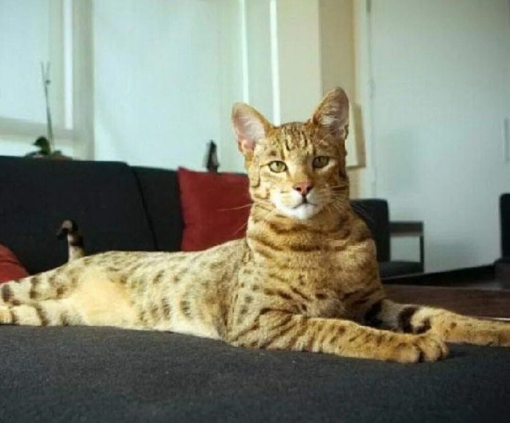 Большая кошка какая порода. Мейн кун Ашера. Ашера кошка леопард. Порода Мейн кун Ашера. Саванна и Мейн кун.