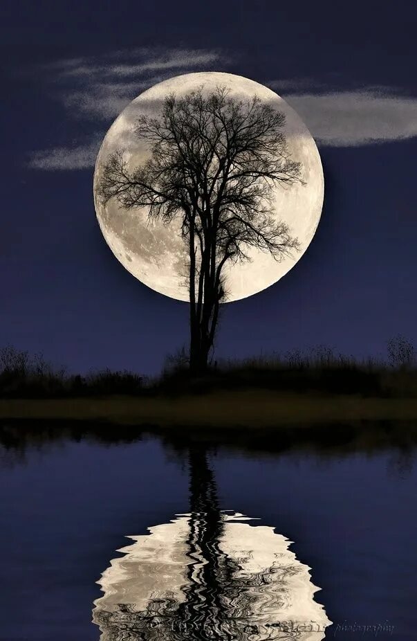 Lonely moon. Лунные деревья. Дерево в лунном свете. Луна и дерево. Полнолуние.