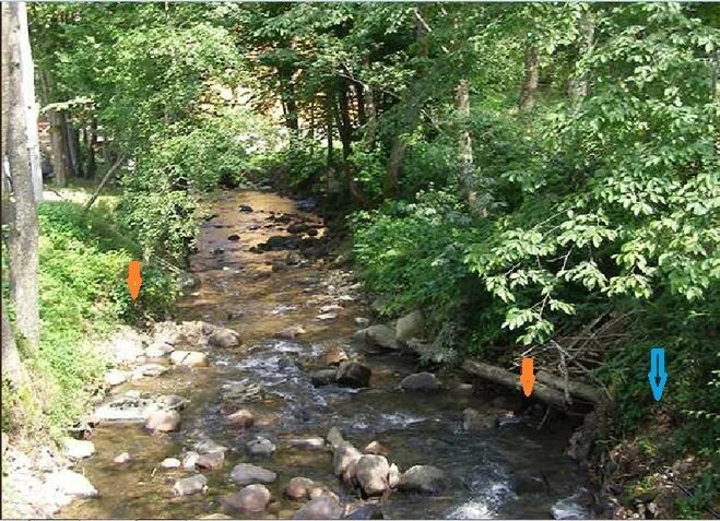 Игра найди собаку. Игра найди собаку. Найди собаку на фото. Найди собаку на картинке. Найти собаку ответы.