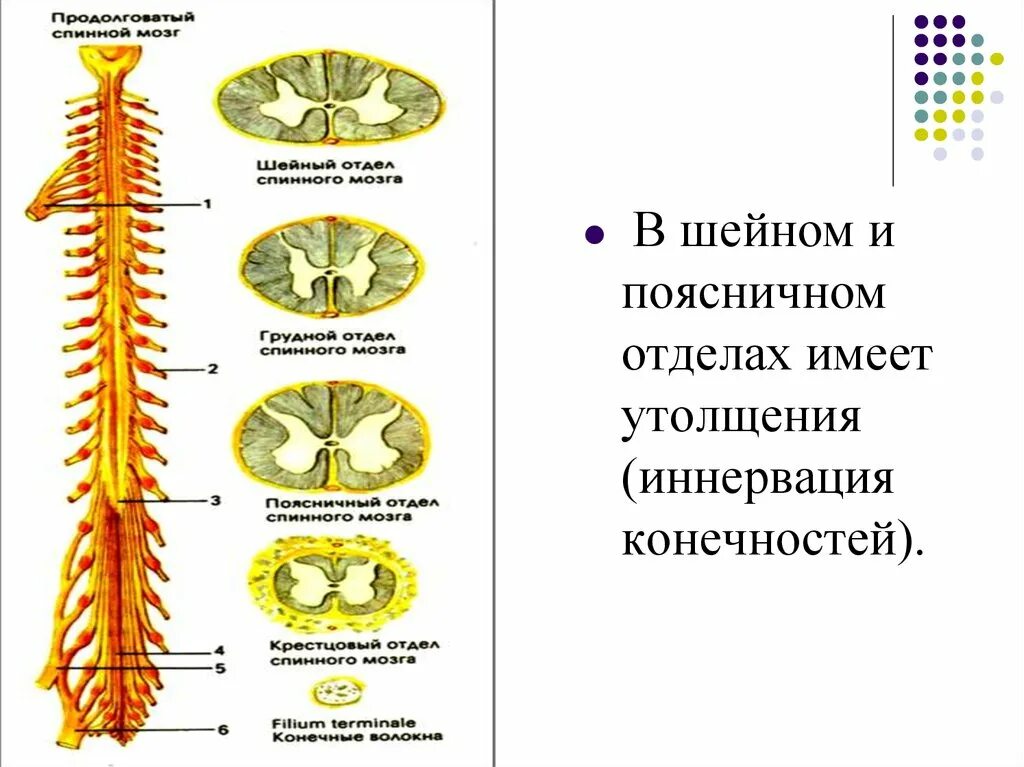 Шейное утолщение спинного мозга. Строение спинного мозга шейное утолщение. Пояснично-крестцовое утолщение спинного мозга сегменты. Строение грудного отдела спинного мозга.