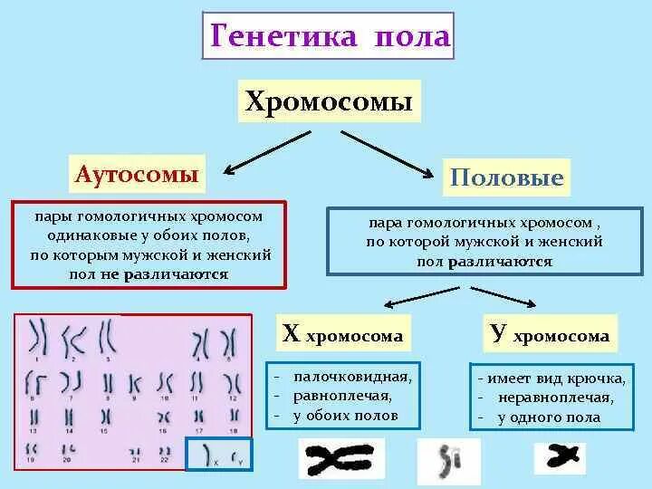 2 пола как называется