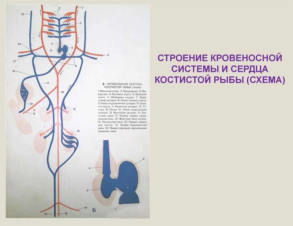 Особенности кровообращения рыб. Схема кровеносной системы лучеперой рыбы. Кровеносная система окуня схема. Кровеносная система костных рыб схема. Схема кровеносной системы костистой рыбы.