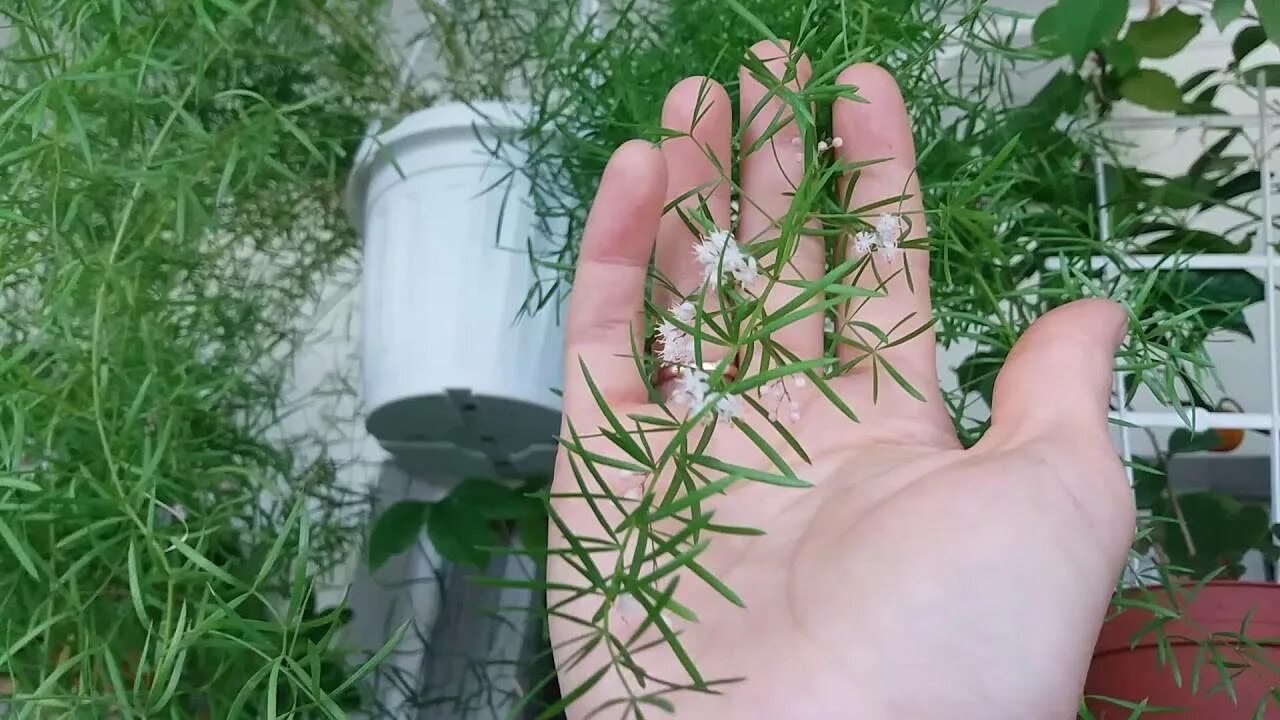 Пересадка аспарагуса. Аспарагус серповидный черенки. Корни аспарагуса Шпренгера. Аспарагус черенок. Аспарагус цветет.