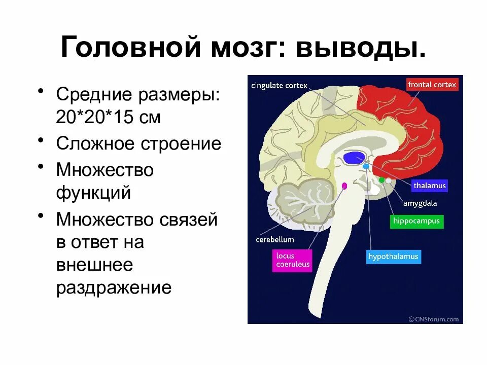 Функциональные состояния головного мозга. Активность головного мозга. Нейрофизиология головного мозга. Нервные структуры мозга в головном. Отделы мозга вывод.