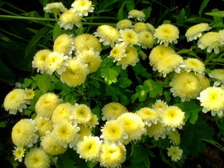 Матрикария пиретрум. Хризантема девичья голден. Хризантема (пижма) девичья голден бол. Хризантема (пижма) девичья голден бол. Хризантема девичья сноу бол.