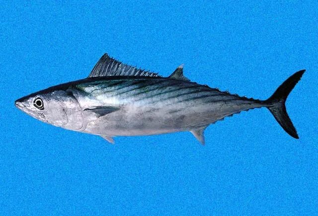 Атлантическая пеламида. Пеламида черноморская. Атлантическая пеламида. Пеламида рыба. Пеламида рыба калининград.