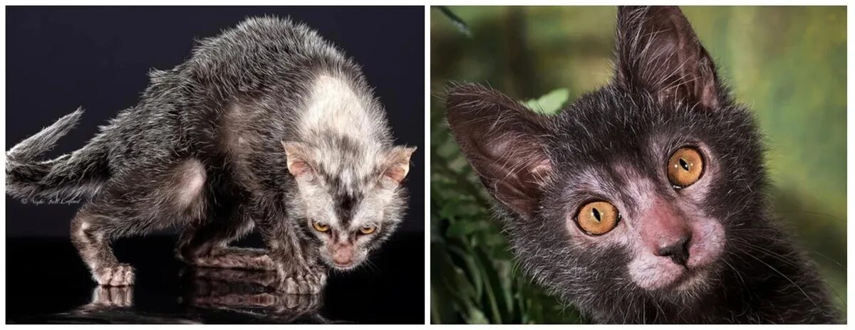 ликой авито. ликой авито. ликой (lykoi) кошка оборотень. ликои кошка. порода кошек ликои.