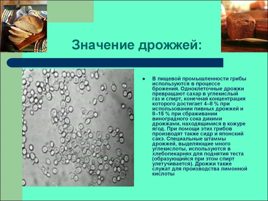 Дрожжи одноклеточные грибы. Дрожжевые грибы 5 класс биология. Роль дрожжевых грибов в жизни человека. Дрожжевые грибы в жизни человека.