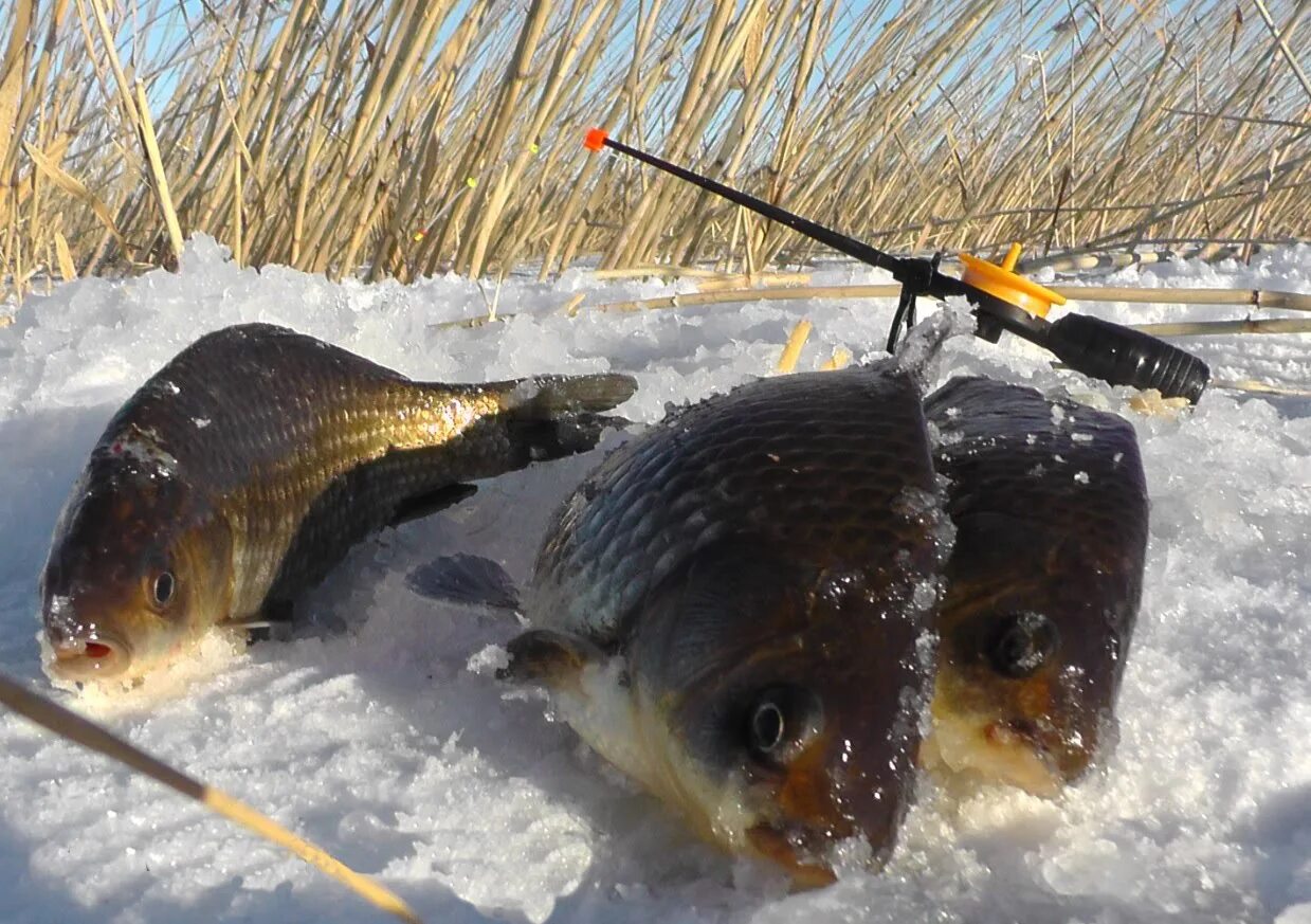 Ловля со льда видео. Зимняя рыбалка. Рыбы зимой. Зимняя рыбалка на карася. Ловля карася зимой.