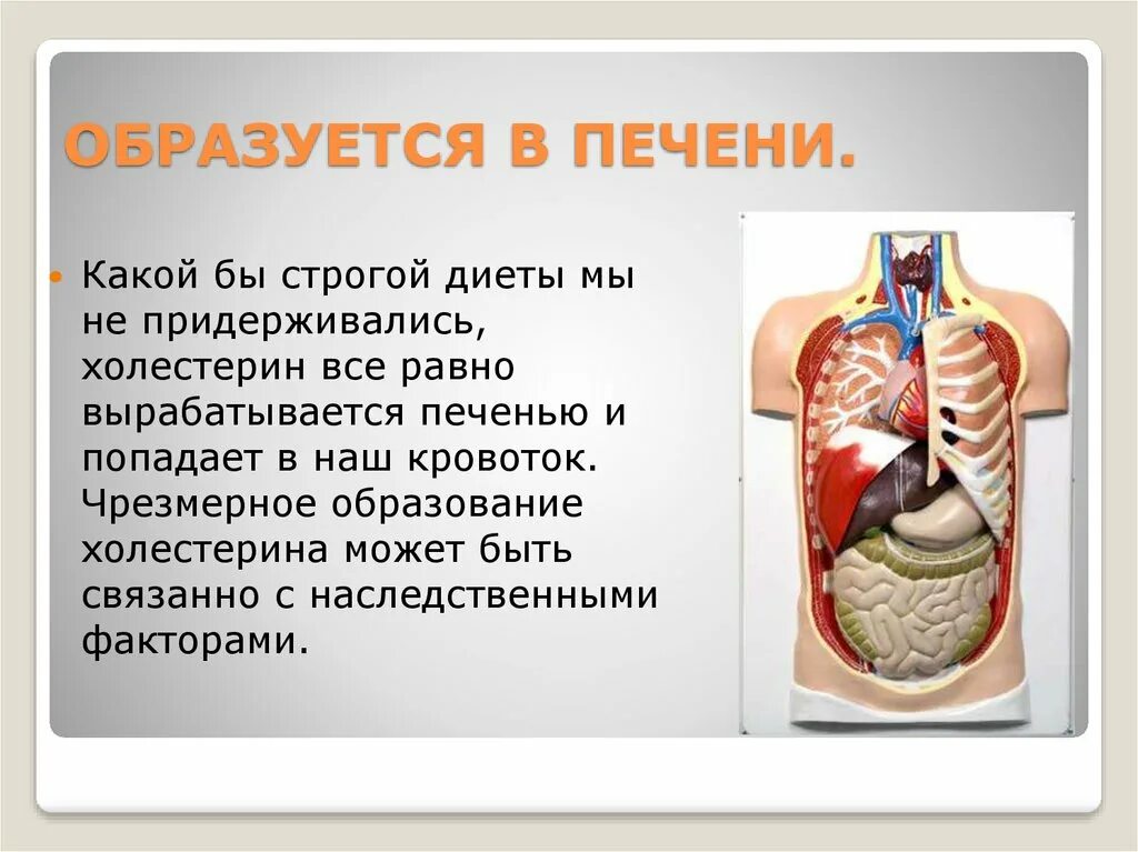 В печени не образуется. Что образуется в печени у человека. Факторы образующиеся в печени.