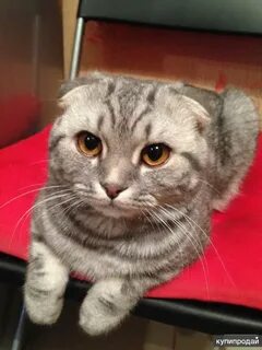 Шотландская кошка домашняя