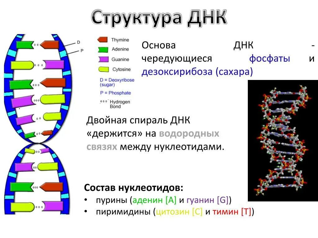 Биополимеры рнк. Молекула ДНК структура нуклеотиды. Строение Цепочки ДНК. ДНК состав строение. Структура, строение ДНК молекулы.