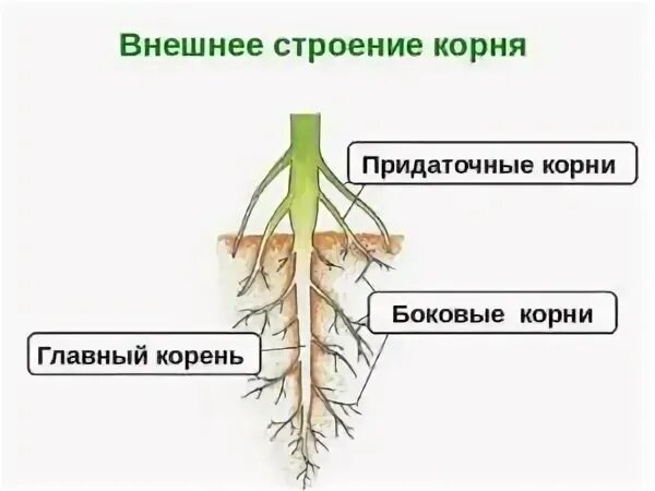 Боковой главный придаточный корневой. Главный корень боковой корень придаточный корень. Строение корня боковые придаточные. Придаточные боковые и главный корень. Главные и придаточные корни.