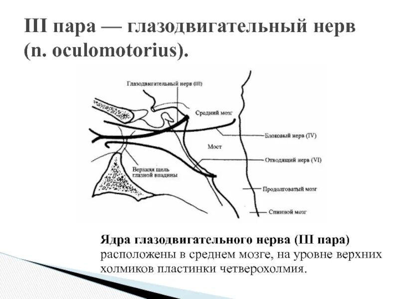 Глазодвигательный нерв анатомия мрт. 3 Пара черепных нервов схема. Ядра глазодвигательного нерва схема. III пара – глазодвигательный нерв. Поражение 3 нерва