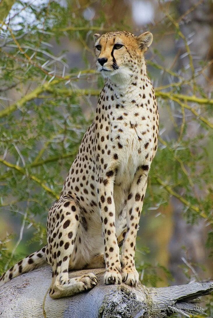 Cheetah (гепард). Южноафриканский гепард. Африка Саванна гепард. Туркменский гепард.