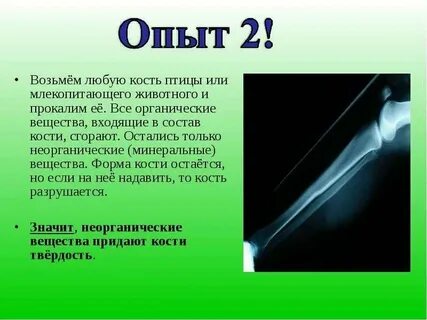 Состав кости органические вещества