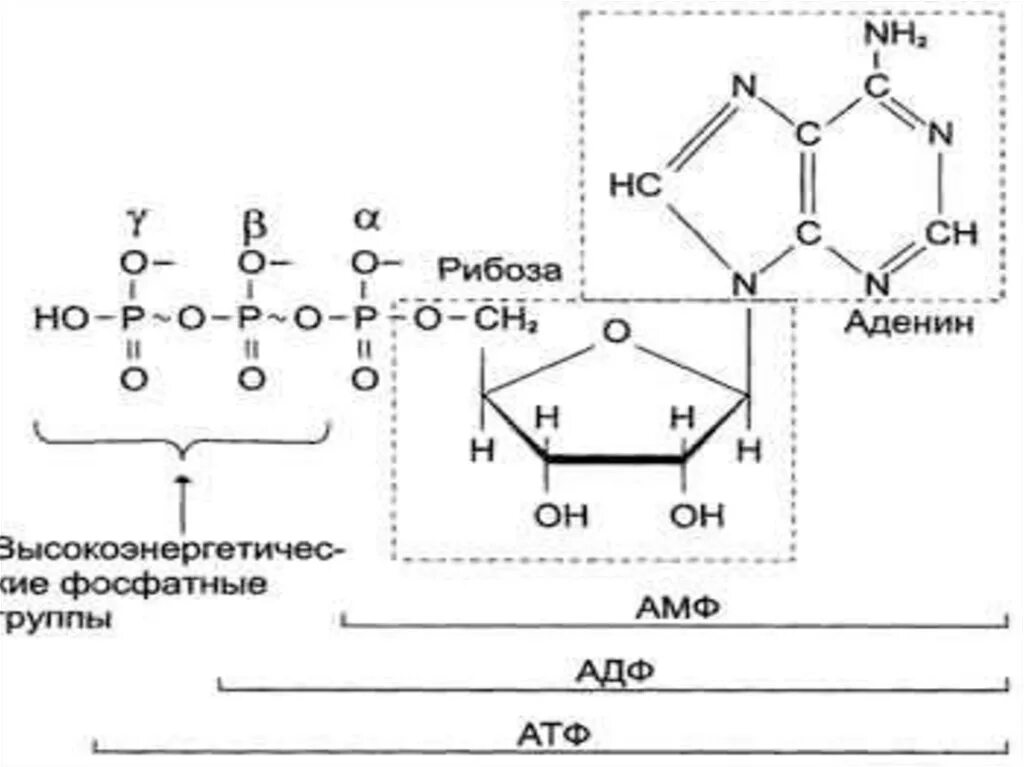 Цикл атф адф. Строение АДФ. АДФ рибоза. Поли АДФ рибоза.