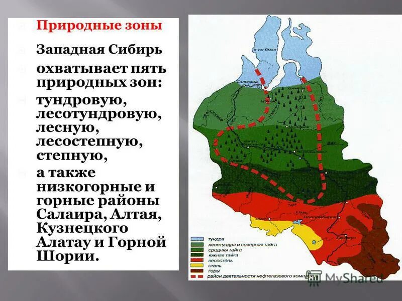 Природные зоны Западно Сибирского экономического района. Природные зоны Западно сибирской равнины. Различия русской и западно сибирской равнины