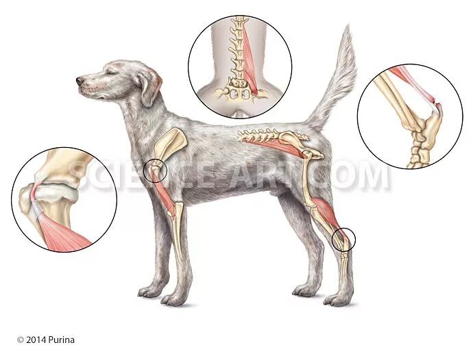Сухожилие животных. Подвздошно-поясничная мышца у собаки. Мышцы собаки. Поясничная мышца у собаки.
