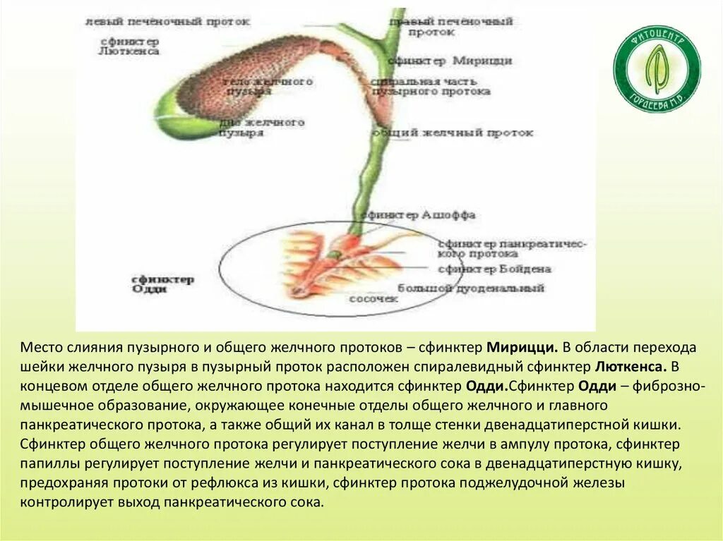 Желчь и панкреатический сок. Сфинктеров Одди, Люткенса, Мирицци. Сфинктеры желчевыводящих путей. Сфинктеры желчного пузыря и протоков. Сфинктеры внепеченочных желчных протоков.