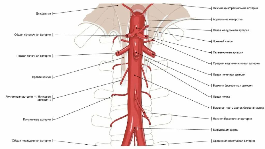 Непарные висцеральные ветви брюшной аорты схема. Висцеральные ветви брюшной аорты схема. Брюшная часть аорты анатомия схема. Артерии брюшной части аорты схема. Ствол латынь