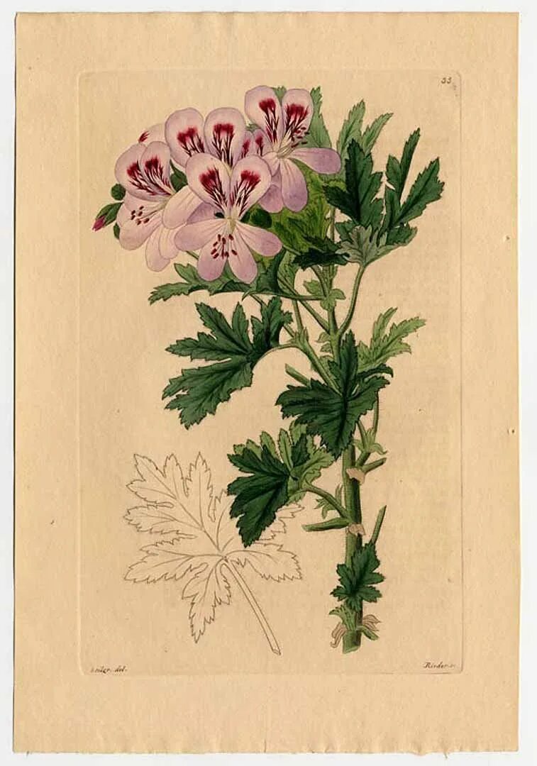 Герань Лесная (Geranium sylvaticum). Pelargonium graveolens. Пеларгония Гравеоленс. Душистая пеларгония дуболистная. Герань дерево