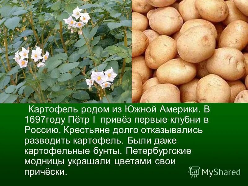 черная икра мировой рынок. финикия ремесло. из какой страны была привезена. распространение кофе. картофель европа xviii век.