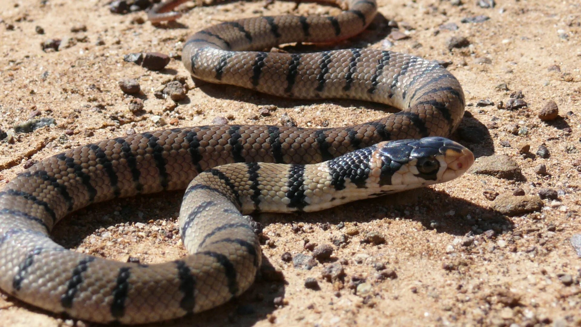 Крайт змея. Лучистая змея xenopeltis unicolor. Змея в полоску. Boiga irregularis. Коричневая полосатая змея.