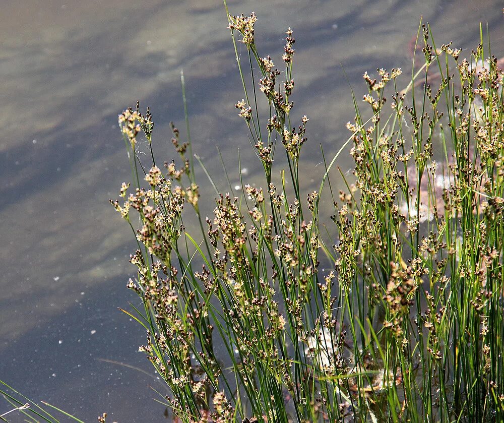 Луговые водные прибрежные растения. Juncus compressus. Ситник сплюснутый. Ситник Арктический. Растения реки Тобол.