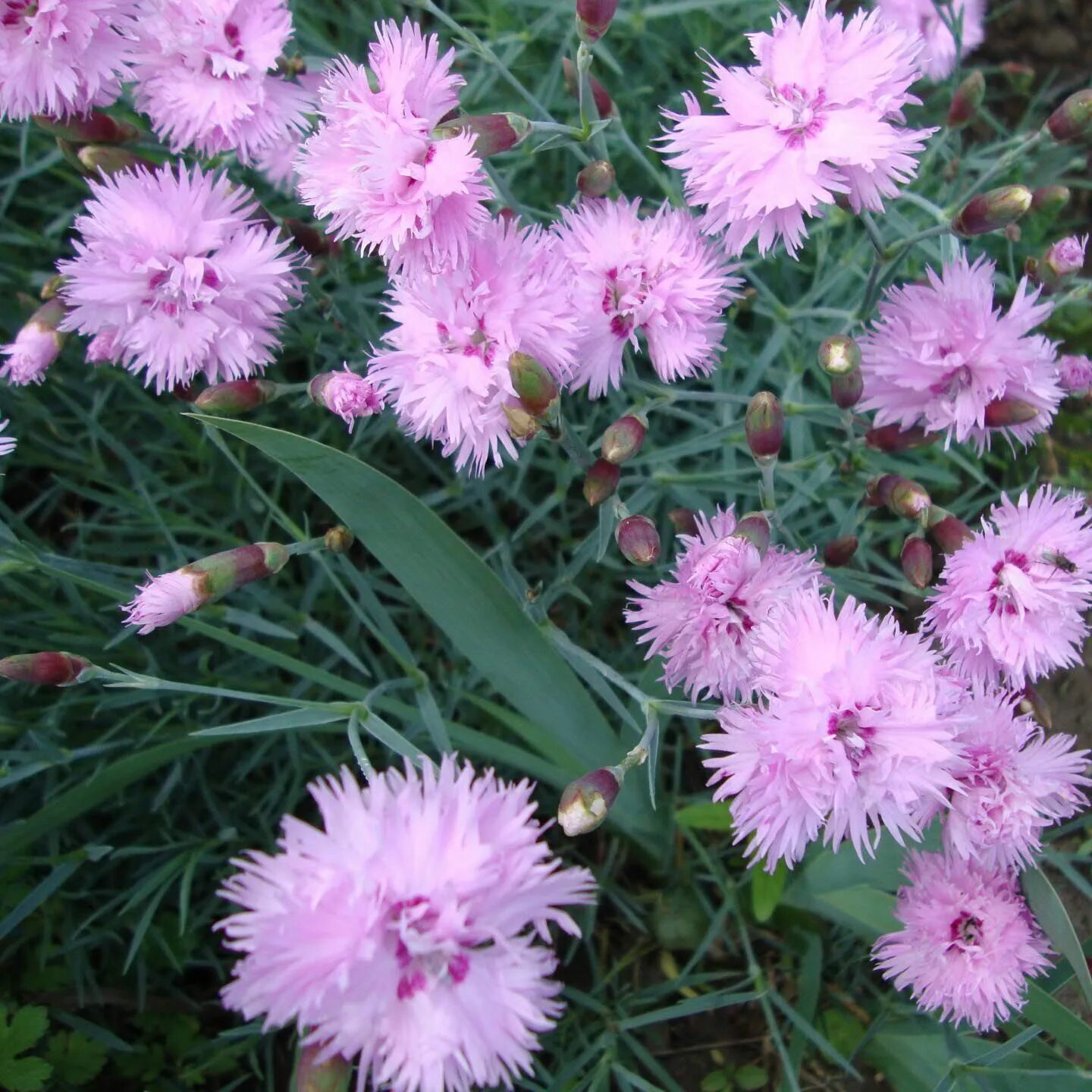 Как разделить гвоздика. Гвоздика перистая. Гвоздика сизая Dianthus gratianopolitanus. Гвоздика перистая махровая. Гвоздика перистая Садовая.