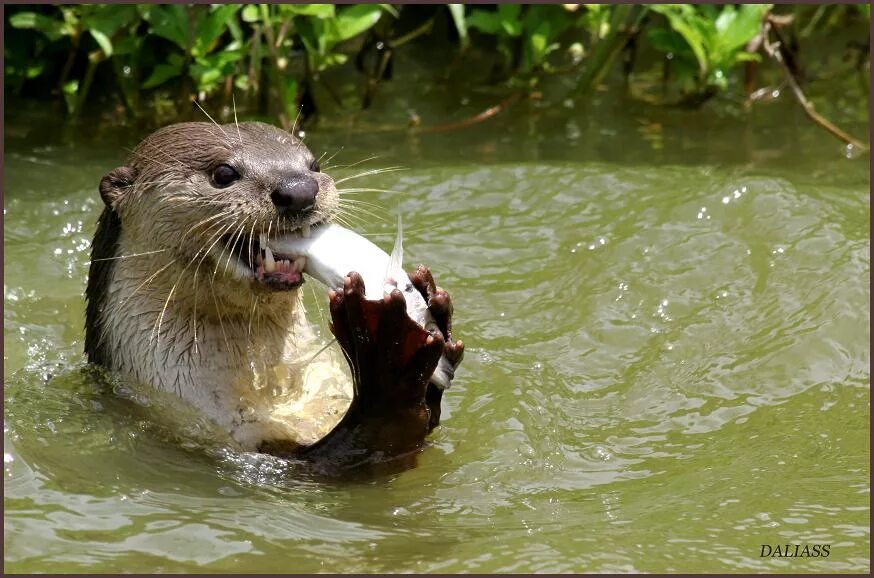 выдра есть рыбу