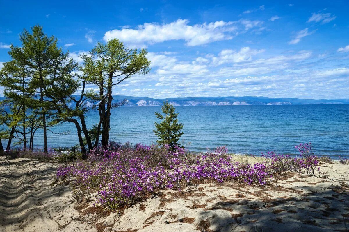 Отзыв море в мае. Багульник на Байкале. Багульник Ольхон. Озеро Байкал. Байкал Ольхон растительный мир.