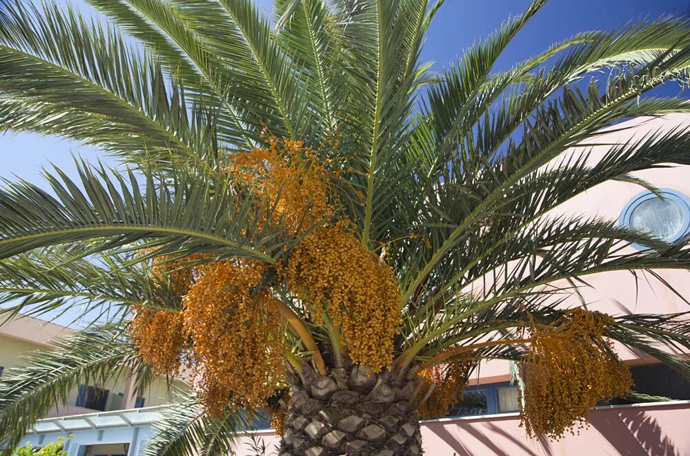 Пальма содержание. Канарская финиковая пальма. phoenix canariensis финик канарский. phoenix canariensis chabaud финик канарский. phoenix canariensis растение.