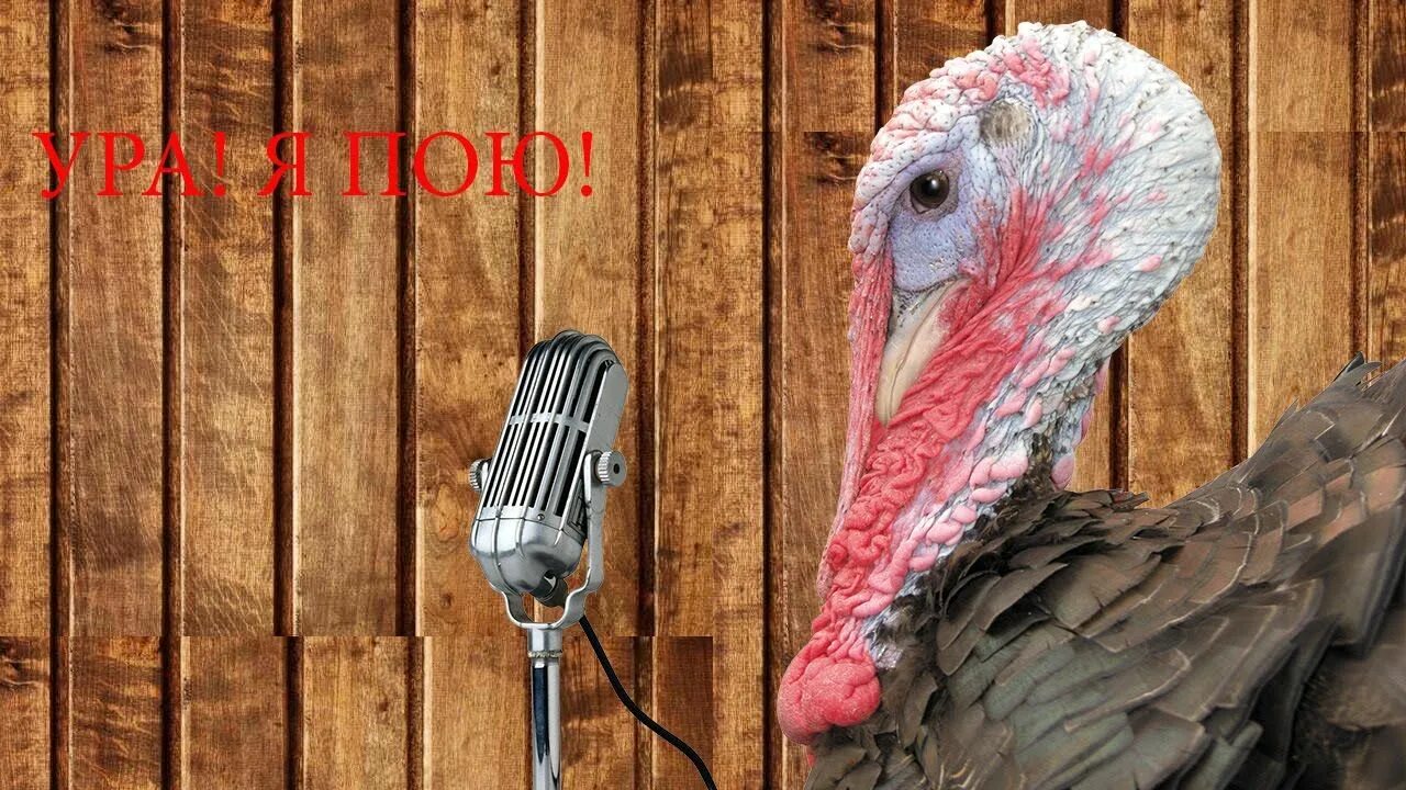 Звук индюка. Индюшиная семья для детей. Как кричит индюк. Петушок индюк. Как кричит индюк.