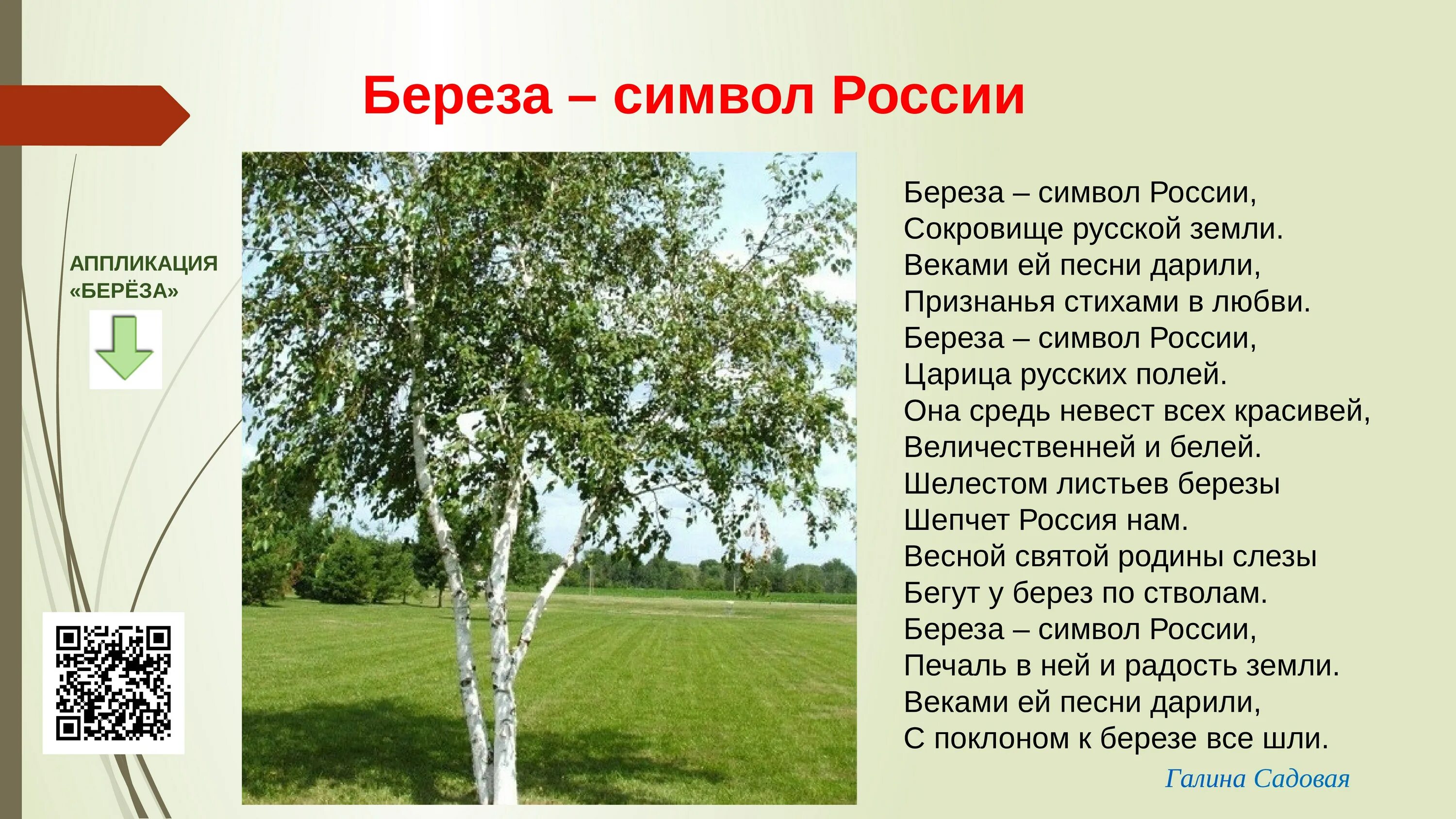 Русская берёзка символ России. Береза. Береза как символ России. Берёза символ России для дошкольников. Березка краткое