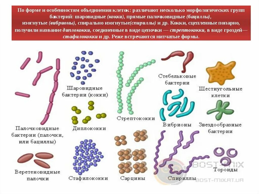 Вывод о разнообразии форм тела бактерий. Формы клеток бактериальных клеток. Шаровидные и палочковидные формы бактерий. Формы бактерий кокки бациллы вибрионы. Формы бактерий с примерами.