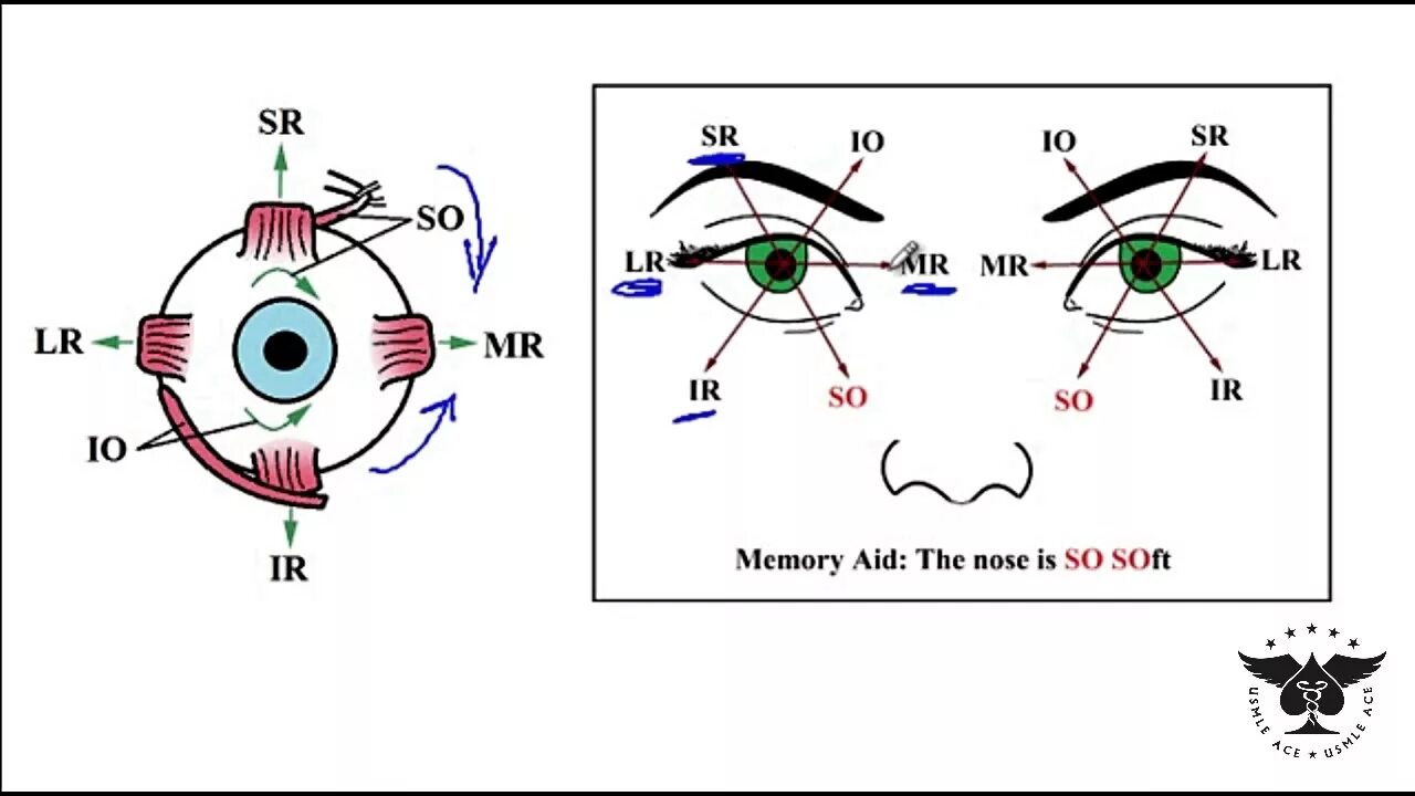 H test 1. Стереопсиса тест глаз. Восстановление глазодвигательных мышц приколы. Innervation of the Eye.
