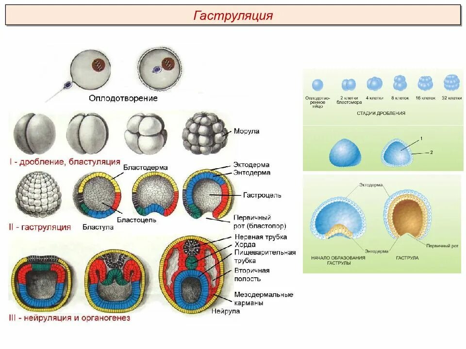 Клетка онтогенез. Этапы онтогенеза бластула. Онтогенез гаструляция. Онтогенез дробление гаструляция. Онтогенез морула бластула.