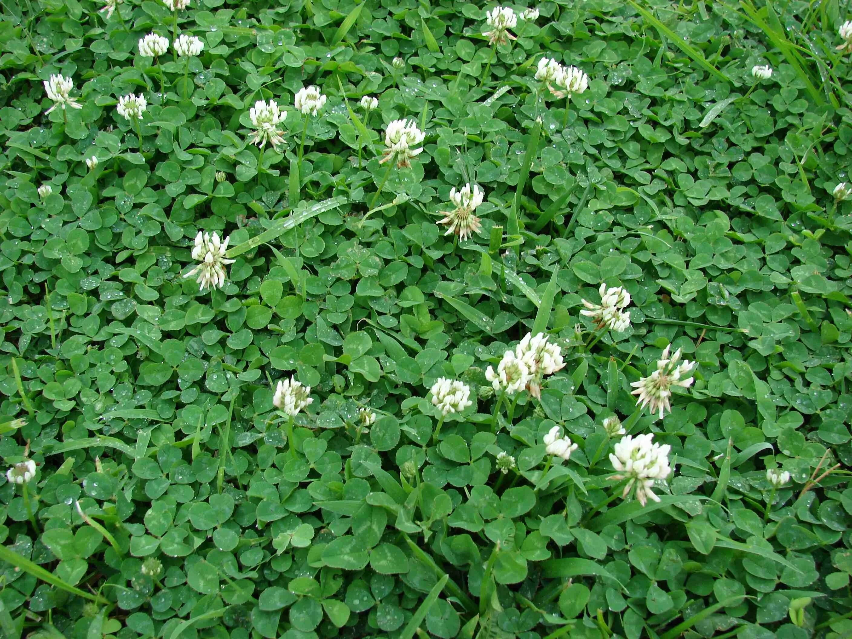 Grass Alternatives: 12 Low-Maintenance Lawn Replacements Almanac.com